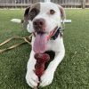 Hank photo 2
