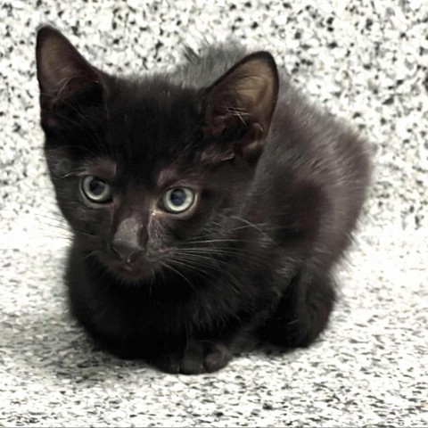 Midge, an adoptable Domestic Short Hair in Wichita, KS, 67278 | Photo Image 1