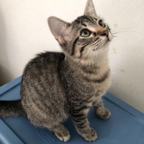 Marnie, an adoptable Domestic Short Hair in Wichita, KS, 67278 | Photo Image 1