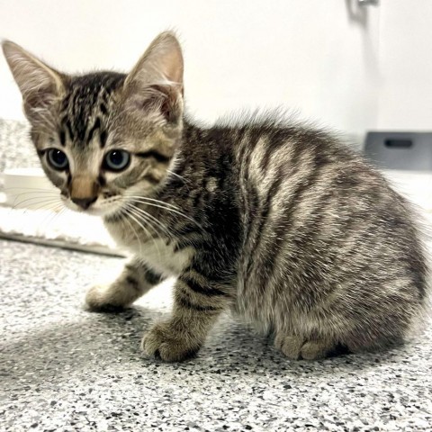 Marnie, an adoptable Domestic Short Hair in Wichita, KS, 67278 | Photo Image 2