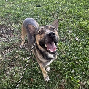 Augie, Adult Male Shepherd