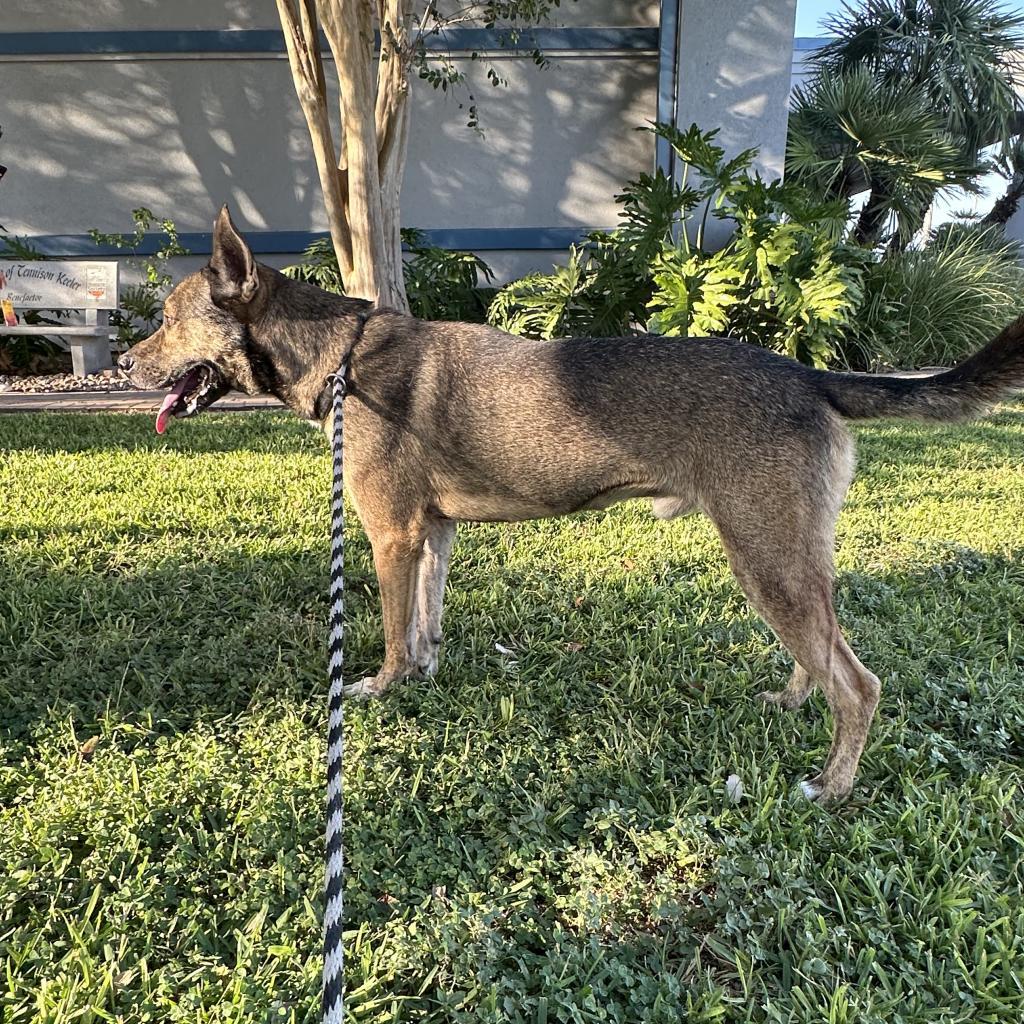 Augie, an adoptable Shepherd in Corpus Christi, TX, 78415 | Photo Image 2