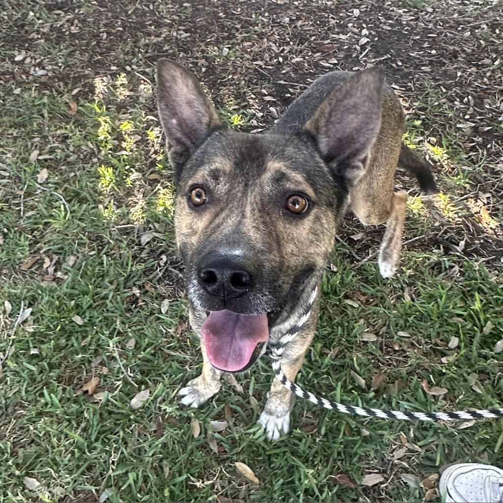 Augie, an adoptable Shepherd in Corpus Christi, TX, 78415 | Photo Image 3