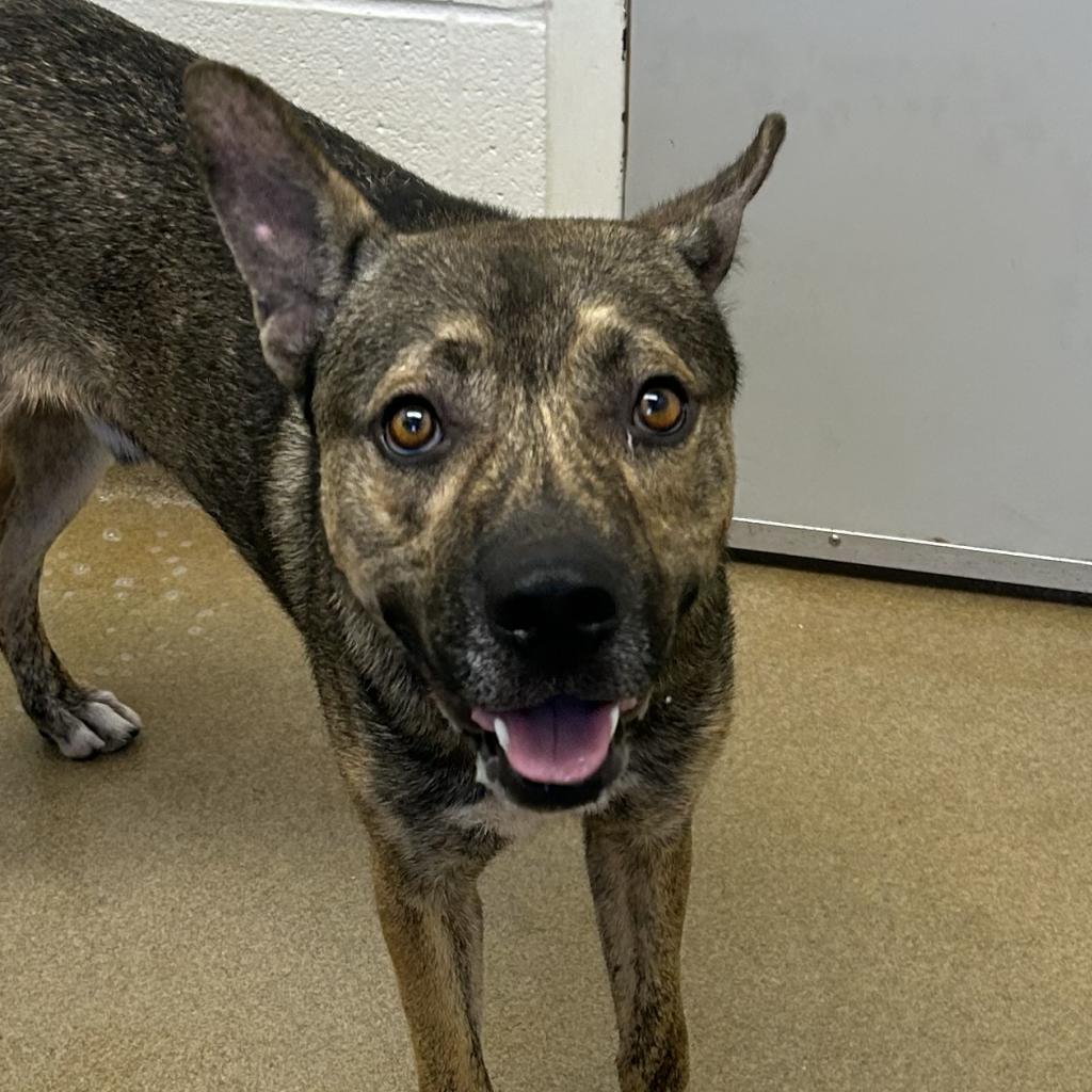 Augie, an adoptable Shepherd in Corpus Christi, TX, 78415 | Photo Image 4