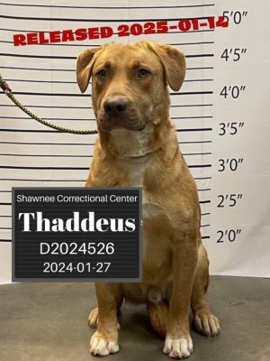 Thaddeus, Young Male Hound