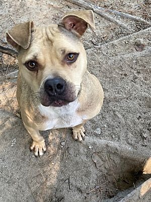 Abe is a very friendly affectionate adorable boy who loves to snuggle Hes scheduled and crate tr