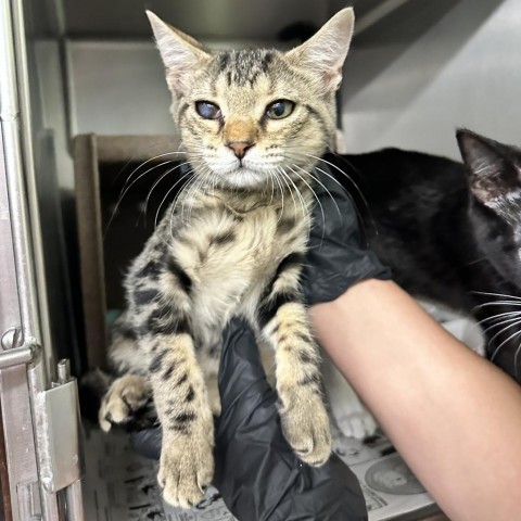 Leo, an adoptable Domestic Short Hair in Abilene, TX, 79602 | Photo Image 1