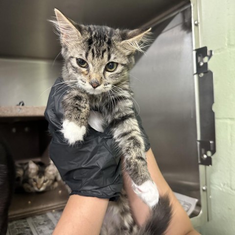 Logan, an adoptable Domestic Short Hair in Abilene, TX, 79602 | Photo Image 1