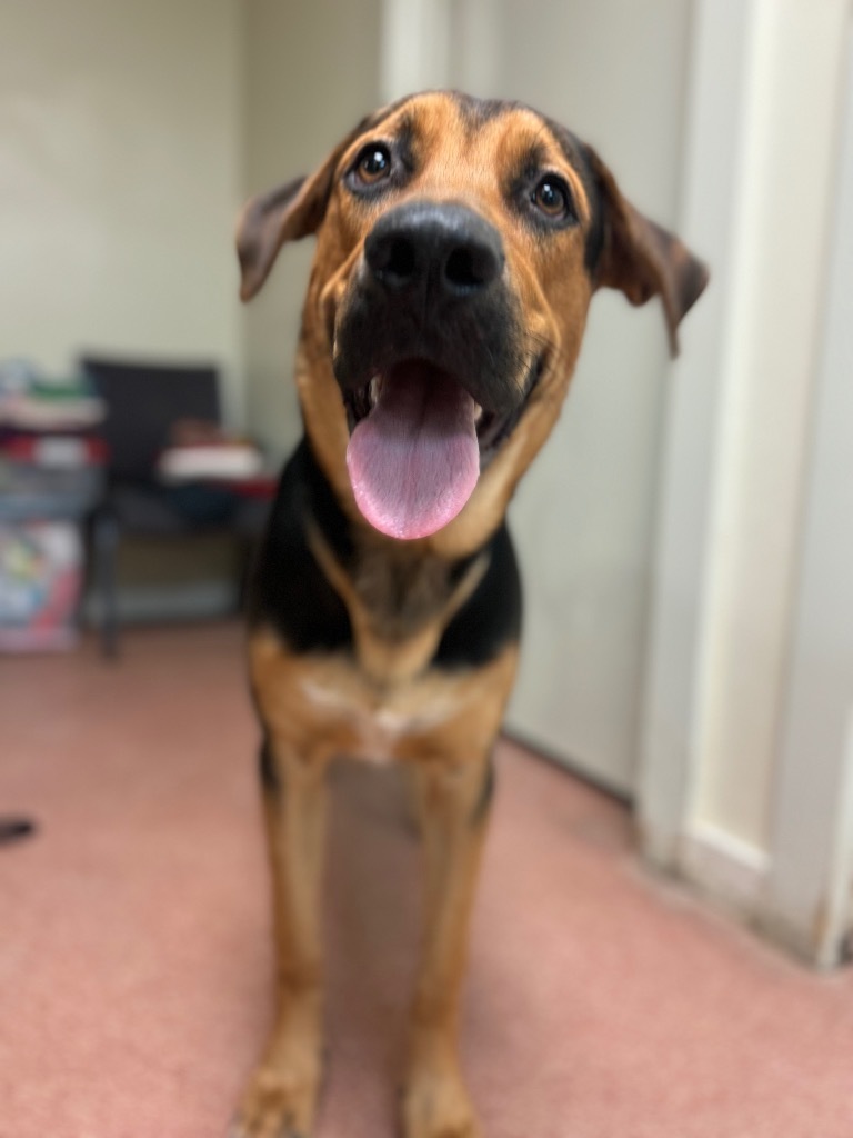 Big John, an adoptable Bloodhound in Red Oak, TX, 75154 | Photo Image 1