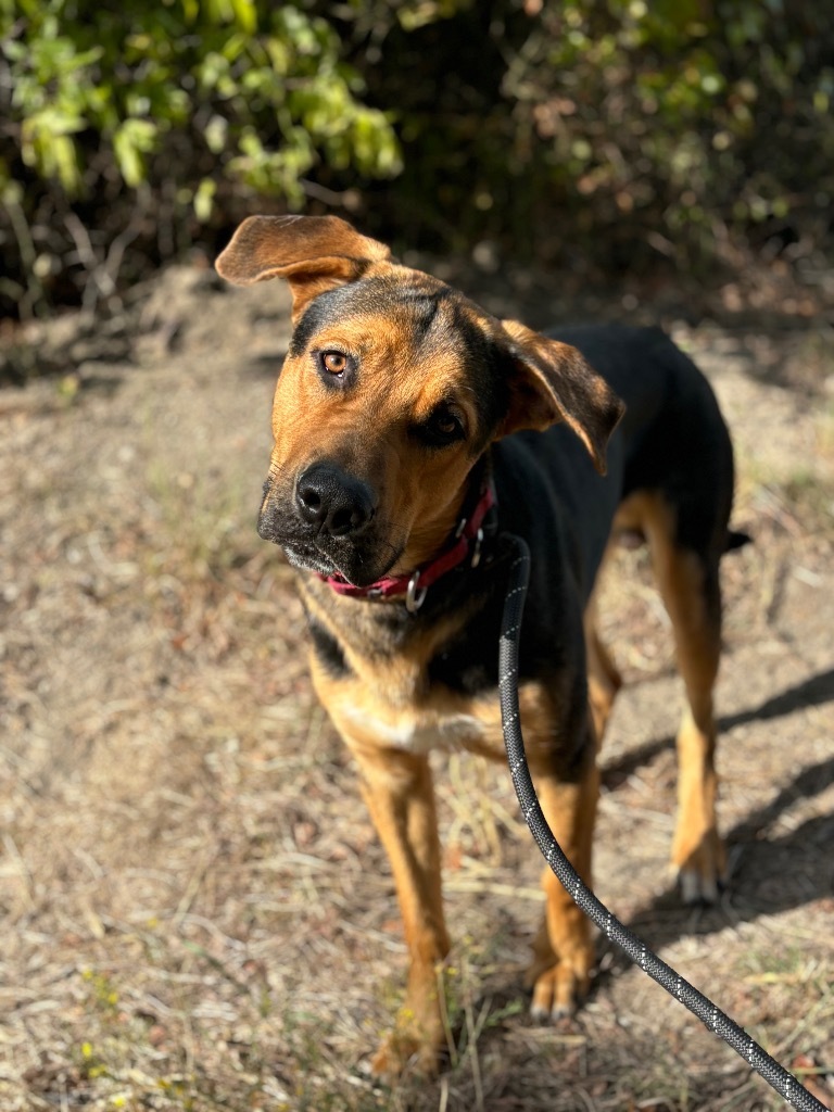 Big John, an adoptable Bloodhound in Red Oak, TX, 75154 | Photo Image 1