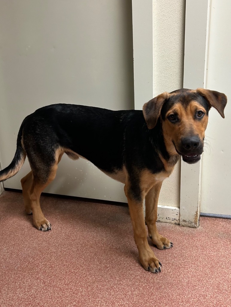 Big John, an adoptable Bloodhound in Red Oak, TX, 75154 | Photo Image 2