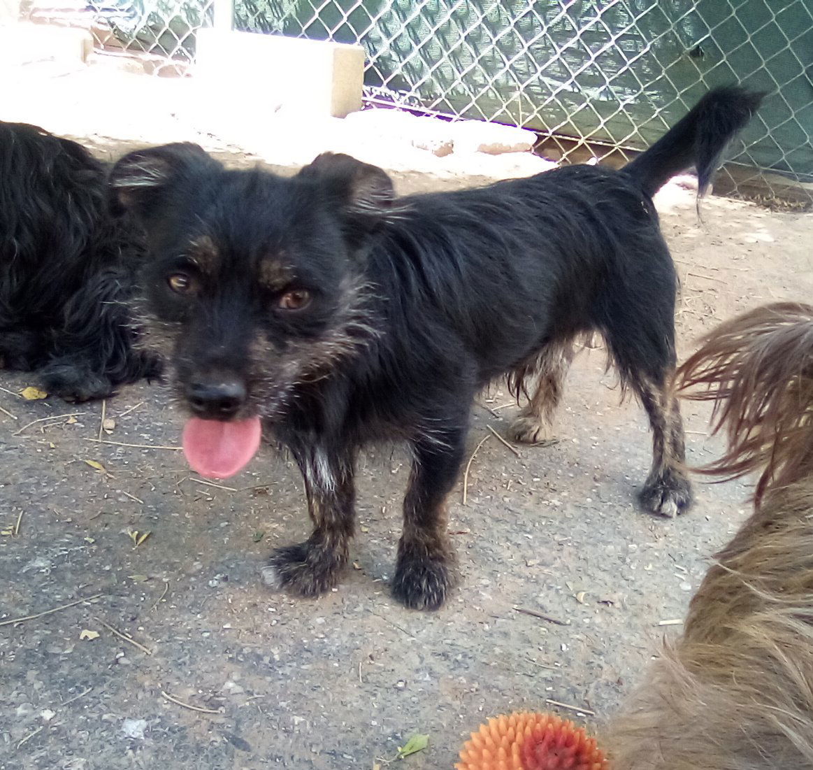 Poe, an adoptable Terrier, Poodle in Apple Valley, CA, 92307 | Photo Image 1
