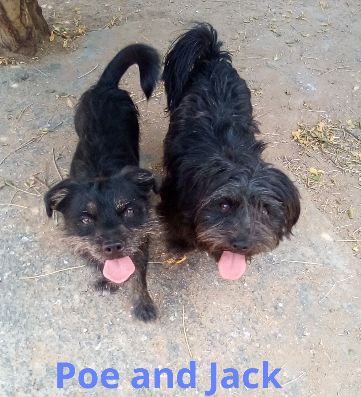 Poe, an adoptable Terrier, Poodle in Apple Valley, CA, 92307 | Photo Image 2