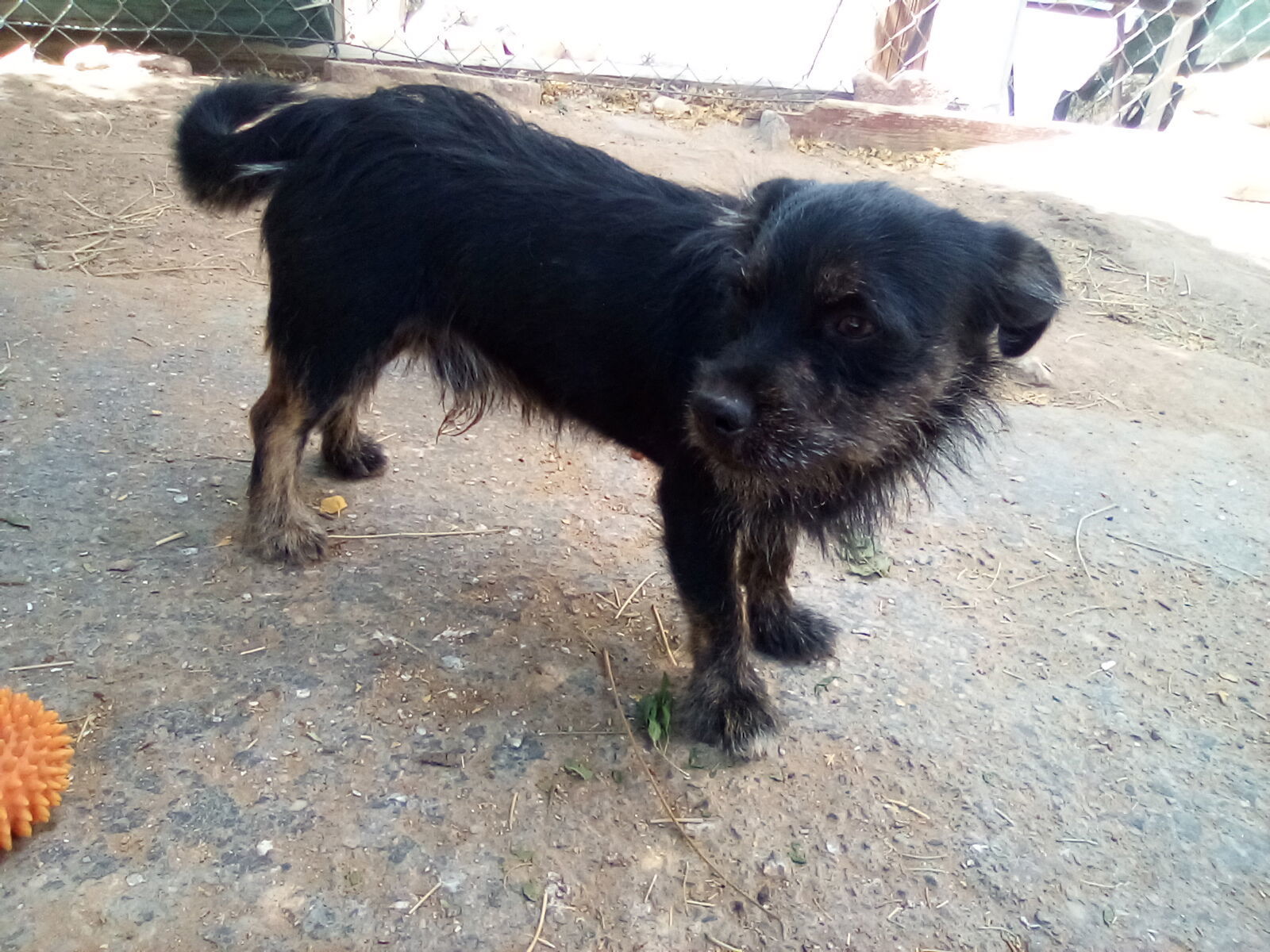 Poe, an adoptable Terrier, Poodle in Apple Valley, CA, 92307 | Photo Image 3