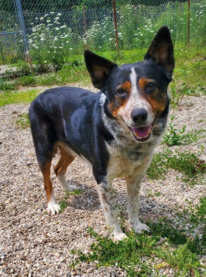 Sarge (6315), an adoptable Australian Cattle Dog / Blue Heeler in Lake City, MI, 49651 | Photo Image 1