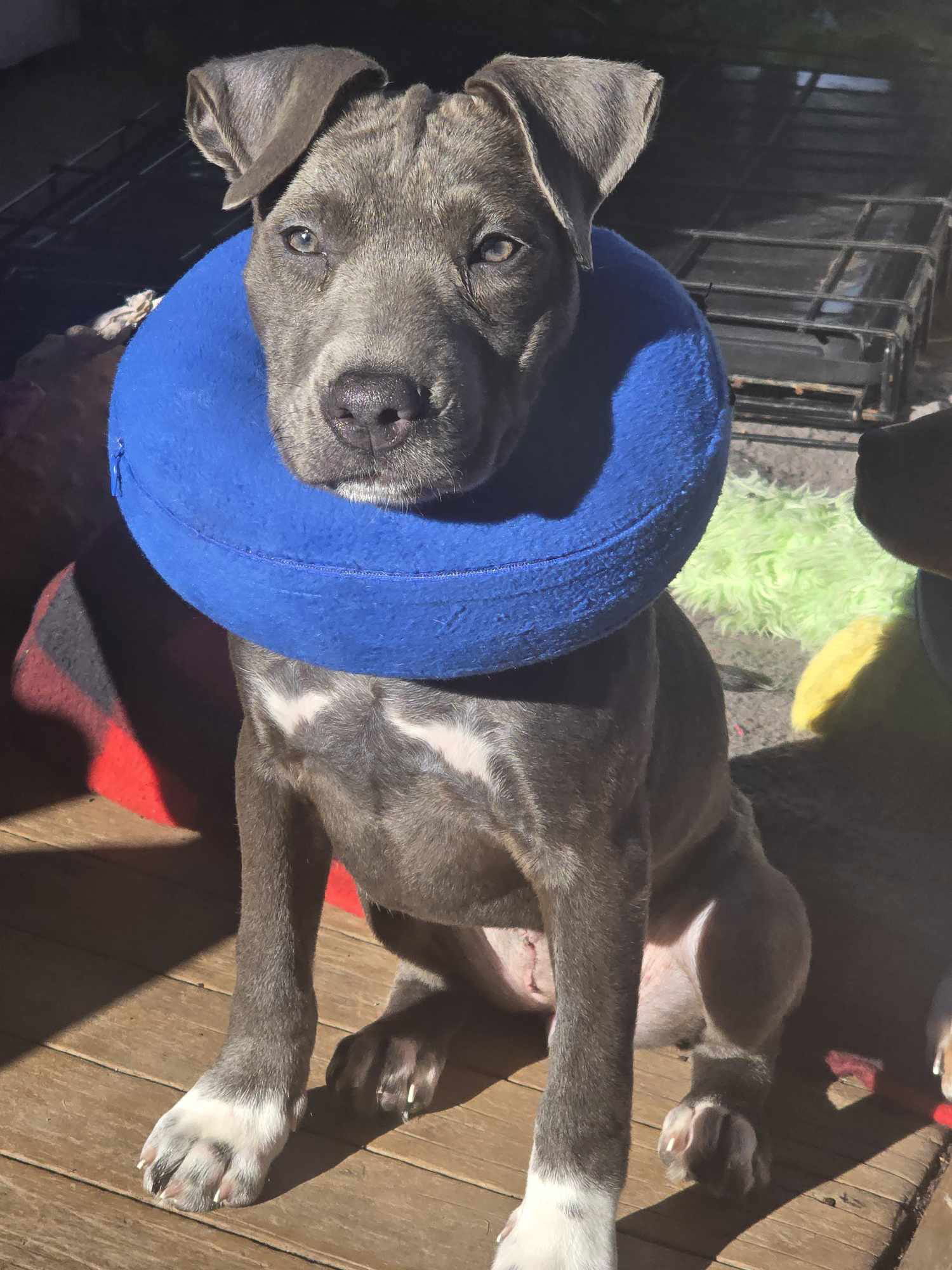 Seal, an adoptable Pit Bull Terrier in Duluth, MN, 55807 | Photo Image 1