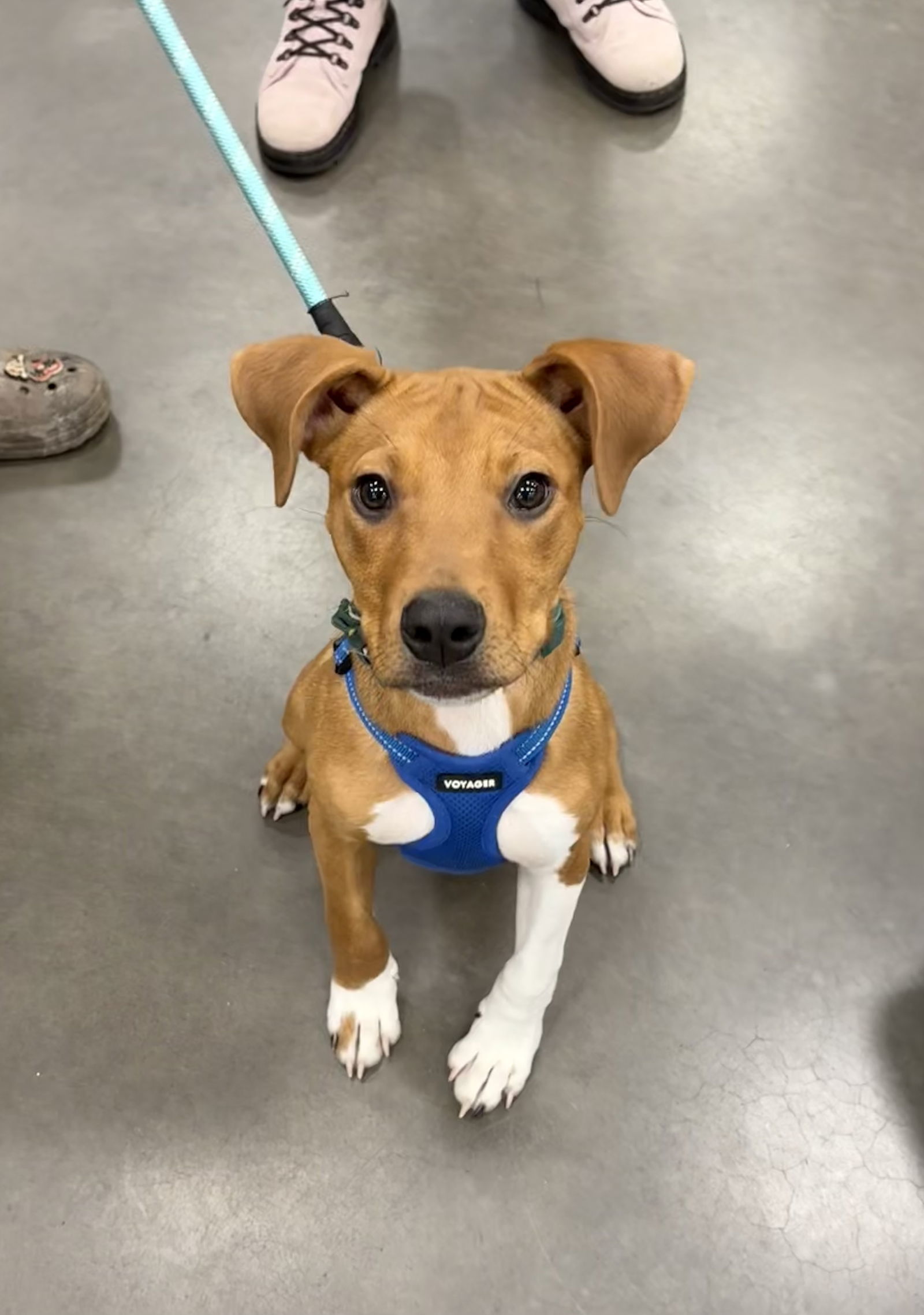 Mailman, an adoptable American Staffordshire Terrier in Duluth, MN, 55807 | Photo Image 1