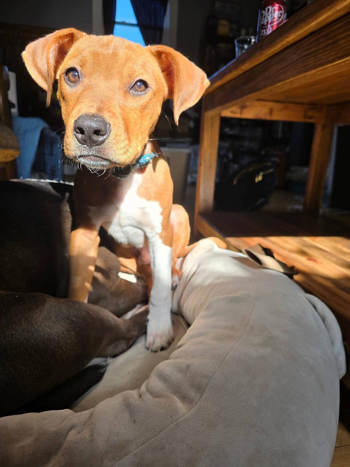 Mailman, an adoptable American Staffordshire Terrier in Duluth, MN, 55807 | Photo Image 2