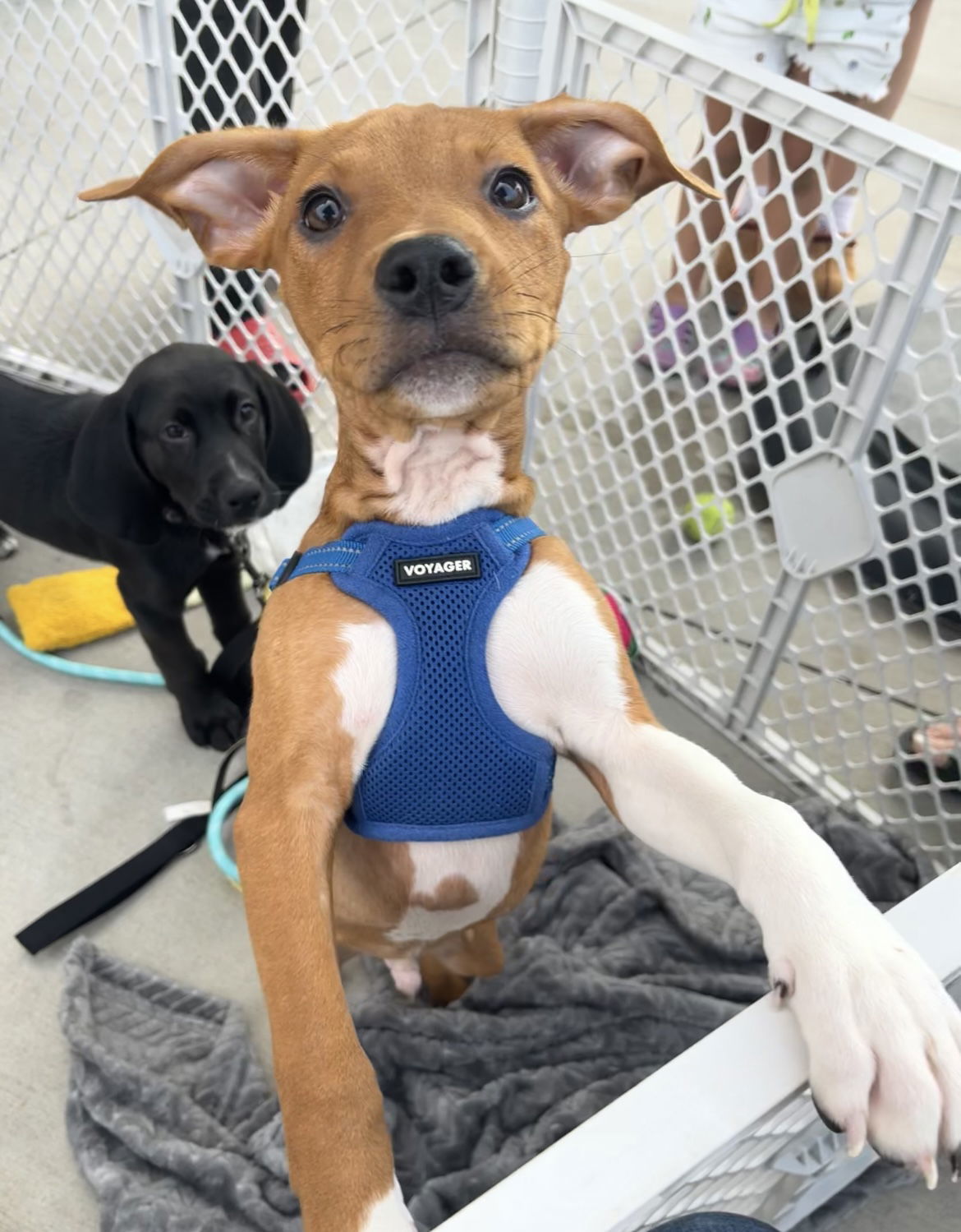 Mailman, an adoptable Pit Bull Terrier in Duluth, MN, 55807 | Photo Image 3