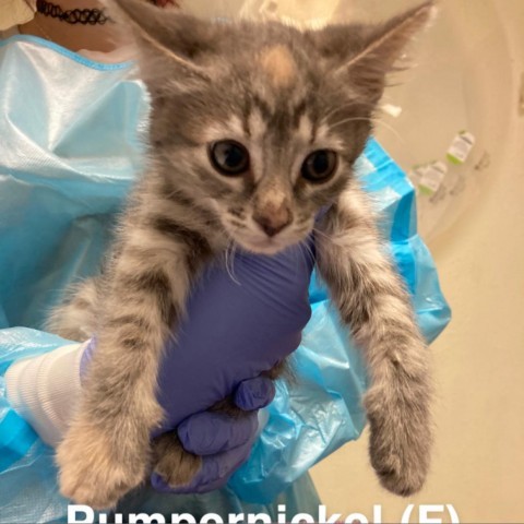 Pumpernickel, an adoptable Domestic Short Hair in Taos, NM, 87571 | Photo Image 2