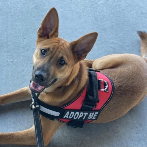 Applejack, an adoptable Mixed Breed in Keaau, HI, 96749 | Photo Image 1