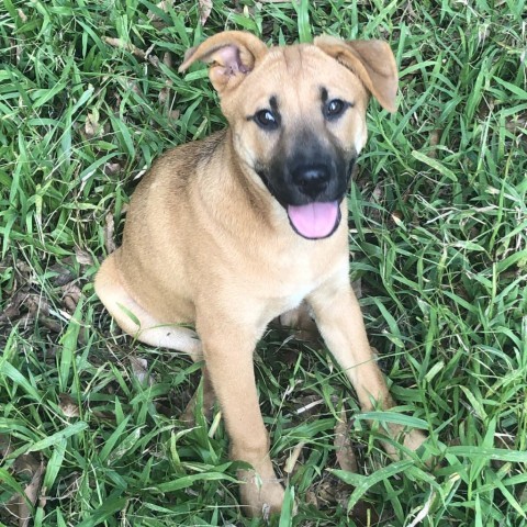 Applejack, an adoptable Mixed Breed in Keaau, HI, 96749 | Photo Image 2