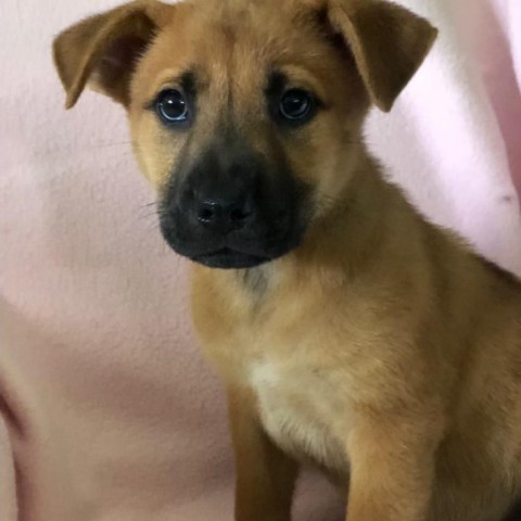 Applejack, an adoptable Mixed Breed in Keaau, HI, 96749 | Photo Image 3