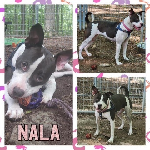 Nala 3