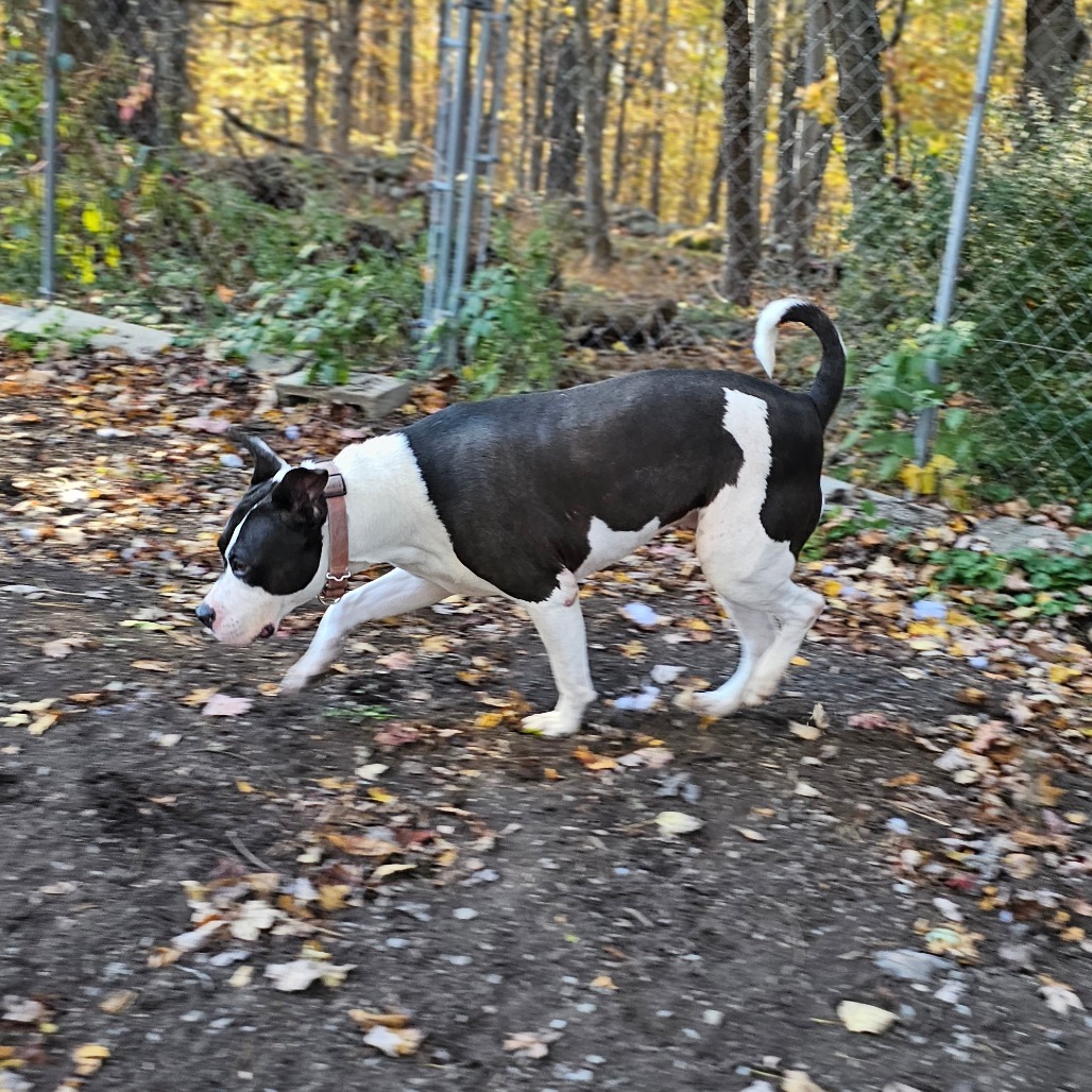 Nala