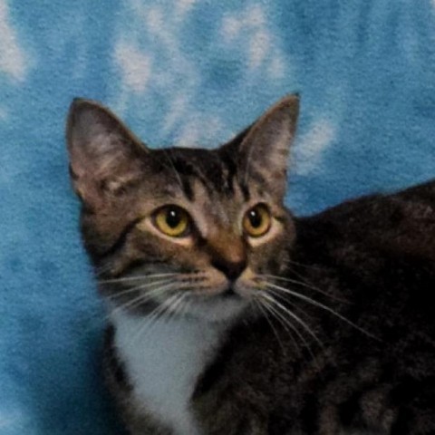 Marley, an adoptable Domestic Short Hair in Eureka, CA, 95503 | Photo Image 1