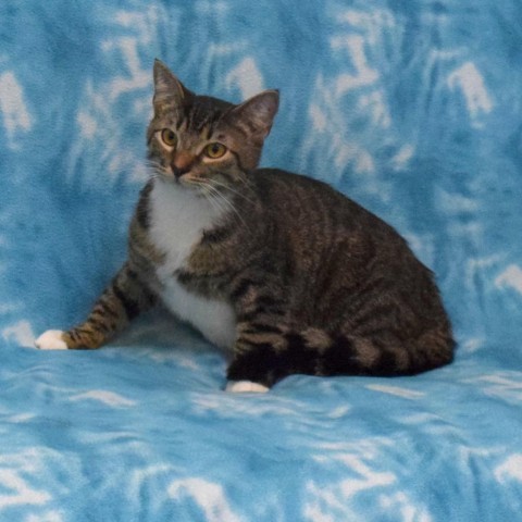 Marley, an adoptable Domestic Short Hair in Eureka, CA, 95503 | Photo Image 2