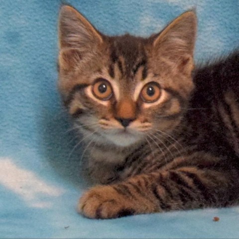 Boysenberry, an adoptable Domestic Medium Hair in Eureka, CA, 95503 | Photo Image 1