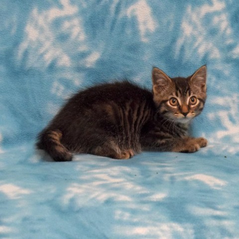 Boysenberry, an adoptable Domestic Medium Hair in Eureka, CA, 95503 | Photo Image 2