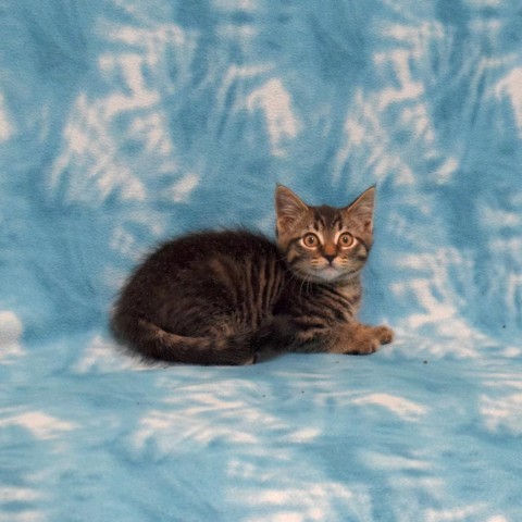 Boysenberry, an adoptable Domestic Medium Hair in Eureka, CA, 95503 | Photo Image 3