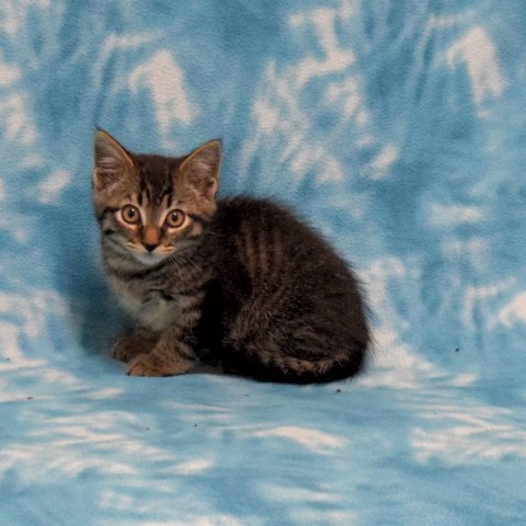 Boysenberry, an adoptable Domestic Medium Hair in Eureka, CA, 95503 | Photo Image 4