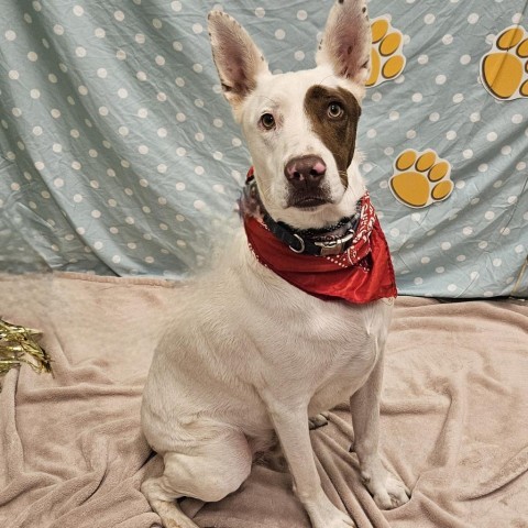 Jaxson, an adoptable Australian Kelpie in Show Low, AZ, 85901 | Photo Image 1