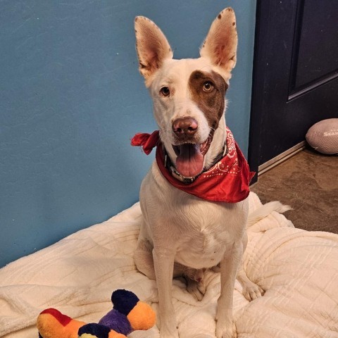 Jaxson, an adoptable Australian Kelpie in Show Low, AZ, 85901 | Photo Image 2