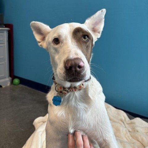 Jaxson, an adoptable Australian Kelpie in Show Low, AZ, 85901 | Photo Image 3