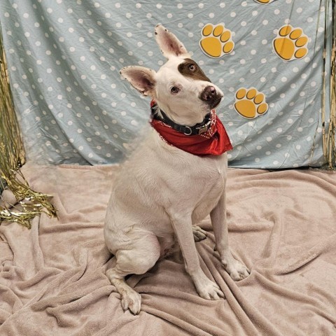 Jaxson, an adoptable Australian Kelpie in Show Low, AZ, 85901 | Photo Image 4