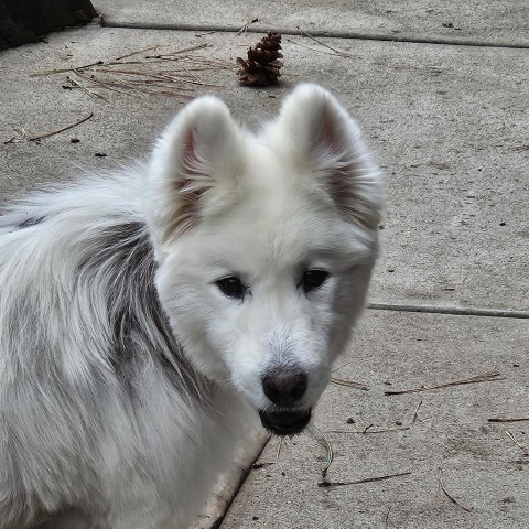 Mia, an adoptable Samoyed, Husky in Show Low, AZ, 85901 | Photo Image 1