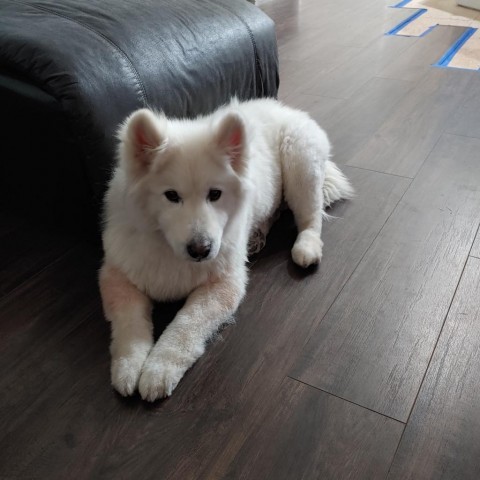 Mia, an adoptable Samoyed, Husky in Show Low, AZ, 85901 | Photo Image 2