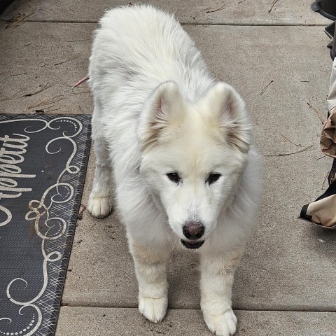 Mia, an adoptable Samoyed, Husky in Show Low, AZ, 85901 | Photo Image 3