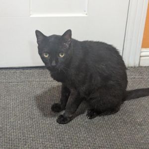 Handsome Mr Negrito was rescued from a high-kill shelter when he was on the eut