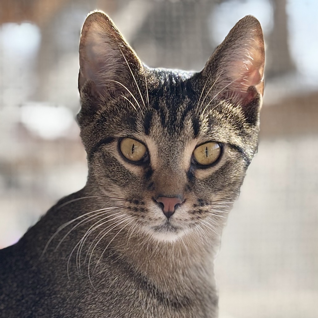 Turkey, an adoptable Domestic Short Hair in Brighton, MO, 65617 | Photo Image 1