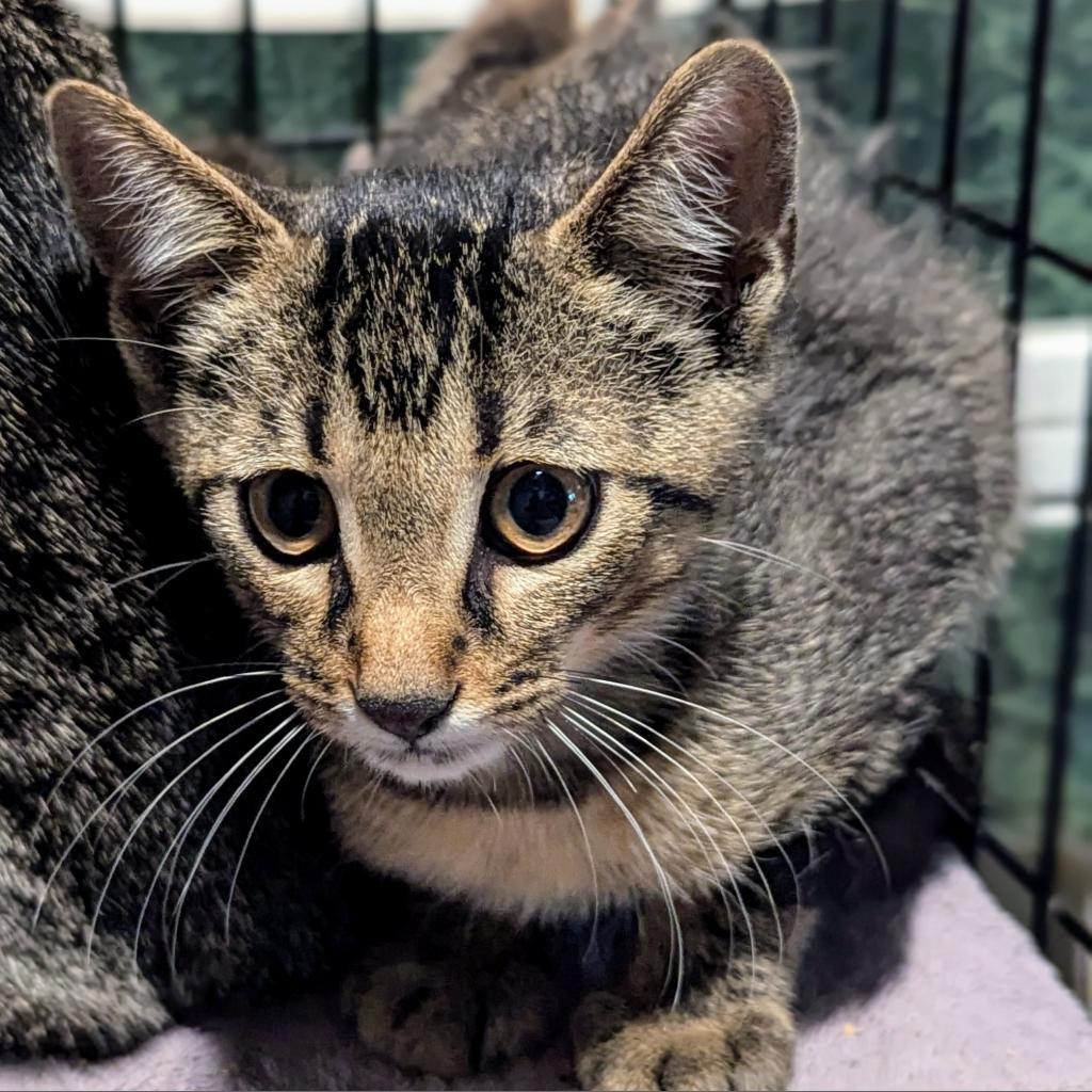 Turkey, an adoptable Domestic Short Hair in Brighton, MO, 65617 | Photo Image 3