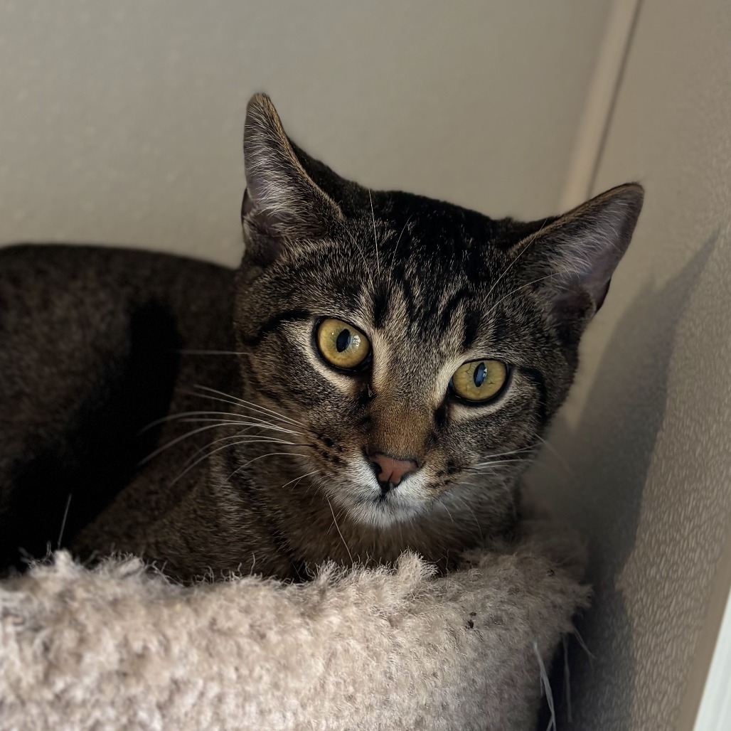 Turkey, an adoptable Domestic Short Hair in Brighton, MO, 65617 | Photo Image 4