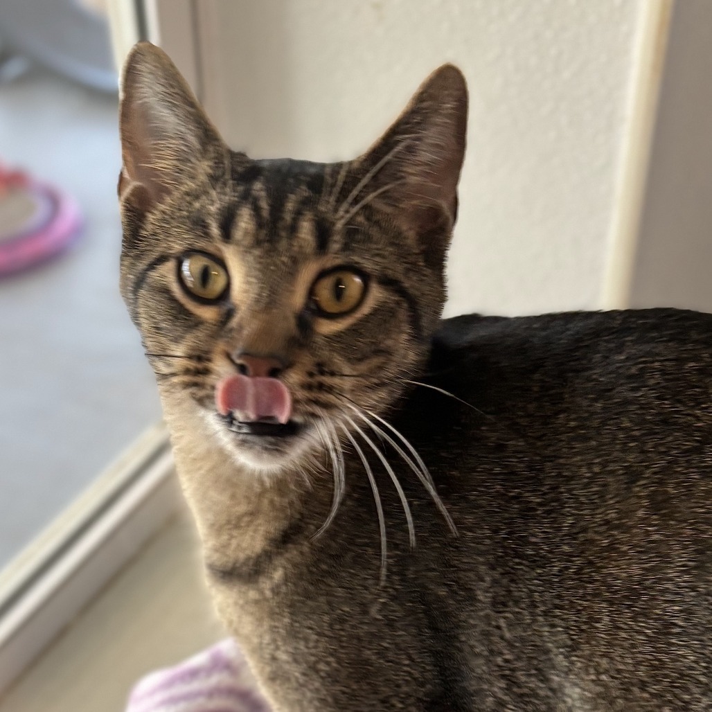 Turkey, an adoptable Domestic Short Hair in Brighton, MO, 65617 | Photo Image 5
