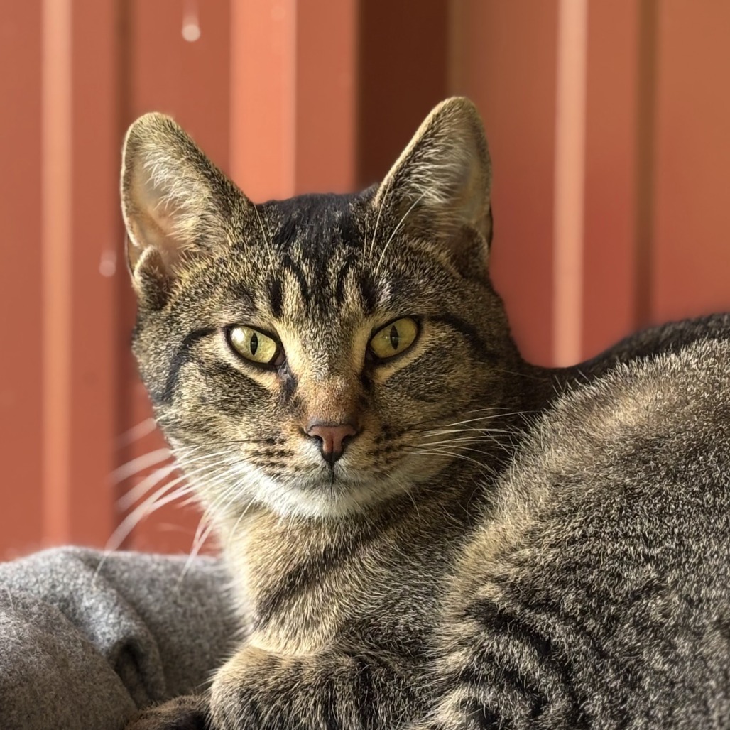 Turkey, an adoptable Domestic Short Hair in Brighton, MO, 65617 | Photo Image 6