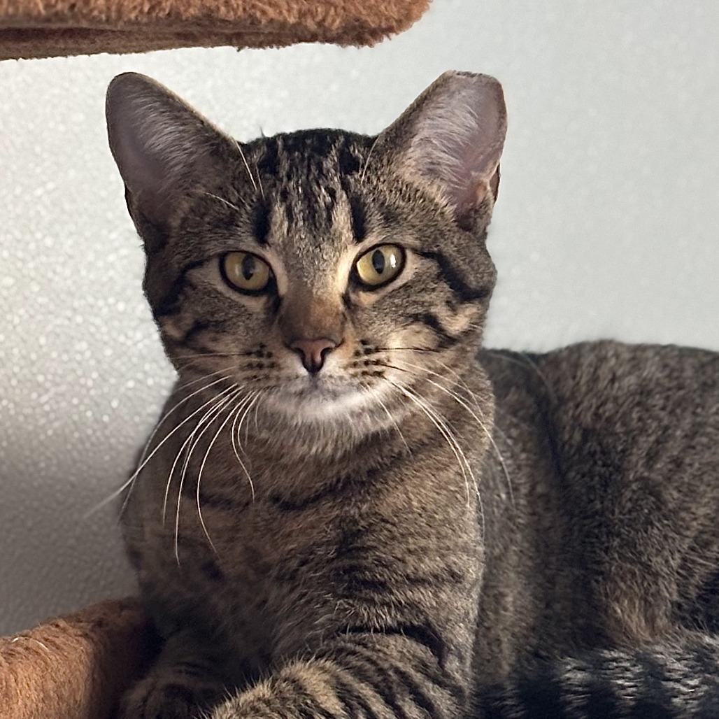 Partridge, an adoptable Domestic Short Hair in Brighton, MO, 65617 | Photo Image 1