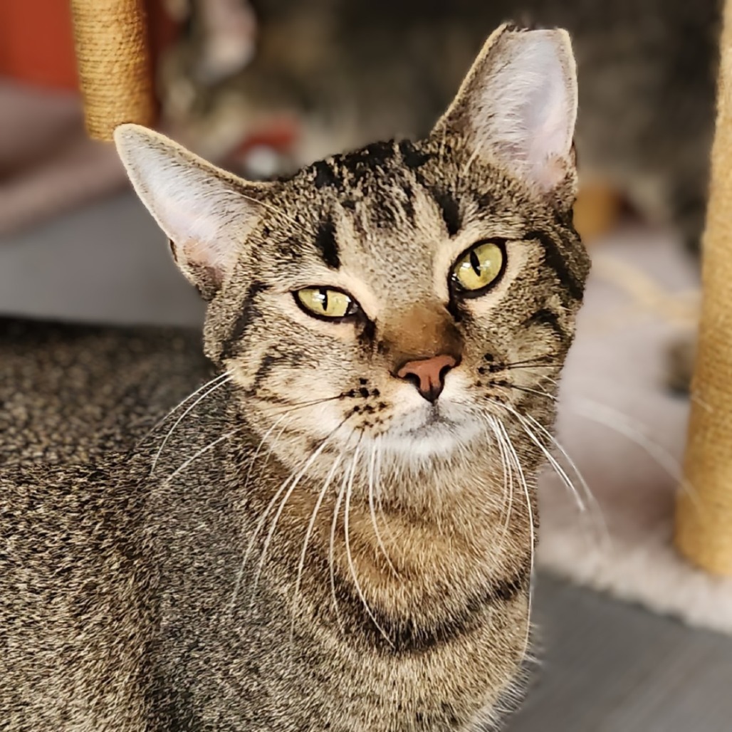 Partridge, an adoptable Domestic Short Hair in Brighton, MO, 65617 | Photo Image 1